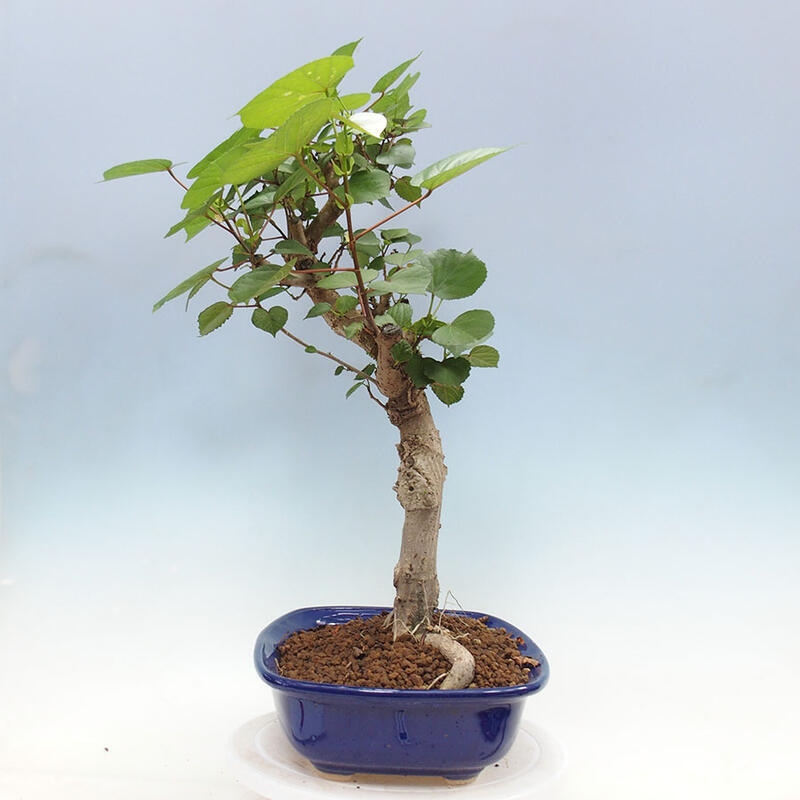 Pokojová bonsai - Hibiscus tiliaceus - Ibišek lípovitý, morský + kniha SUISEKI Zdarma