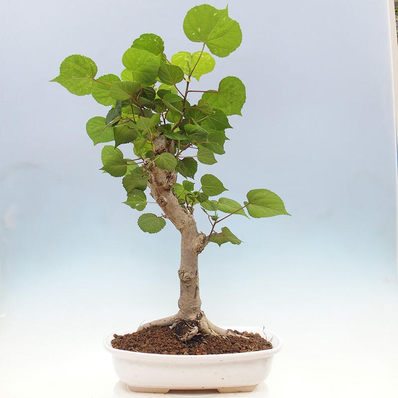 Pokojová bonsai - Hibiscus tiliaceus - Ibišek lípovitý, morský + kniha SUISEKI Zdarma