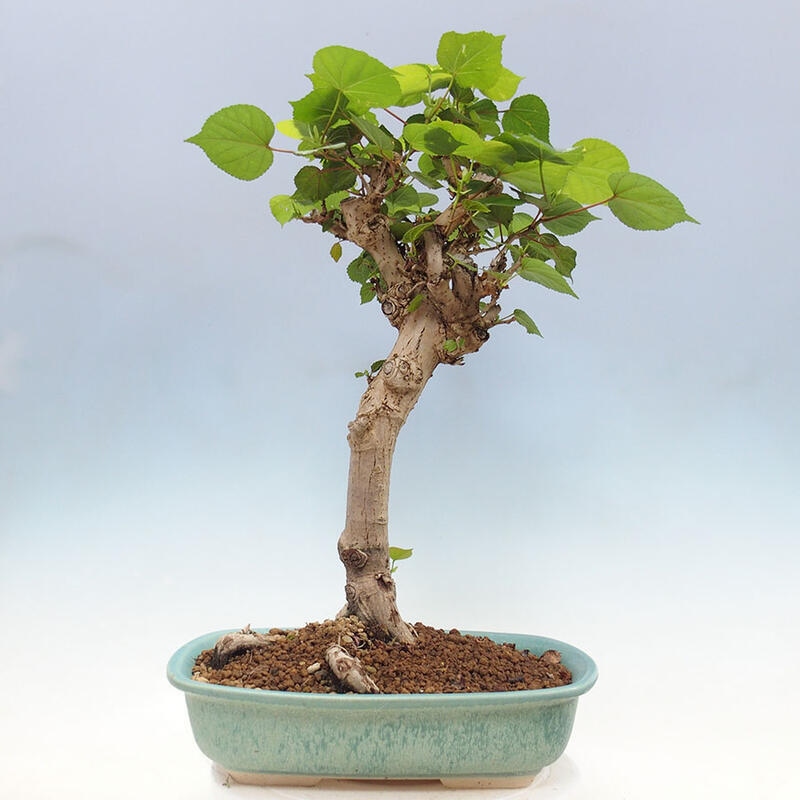 Pokojová bonsai - Hibiscus tiliaceus - Ibišek lípovitý, morský + kniha SUISEKI Zdarma