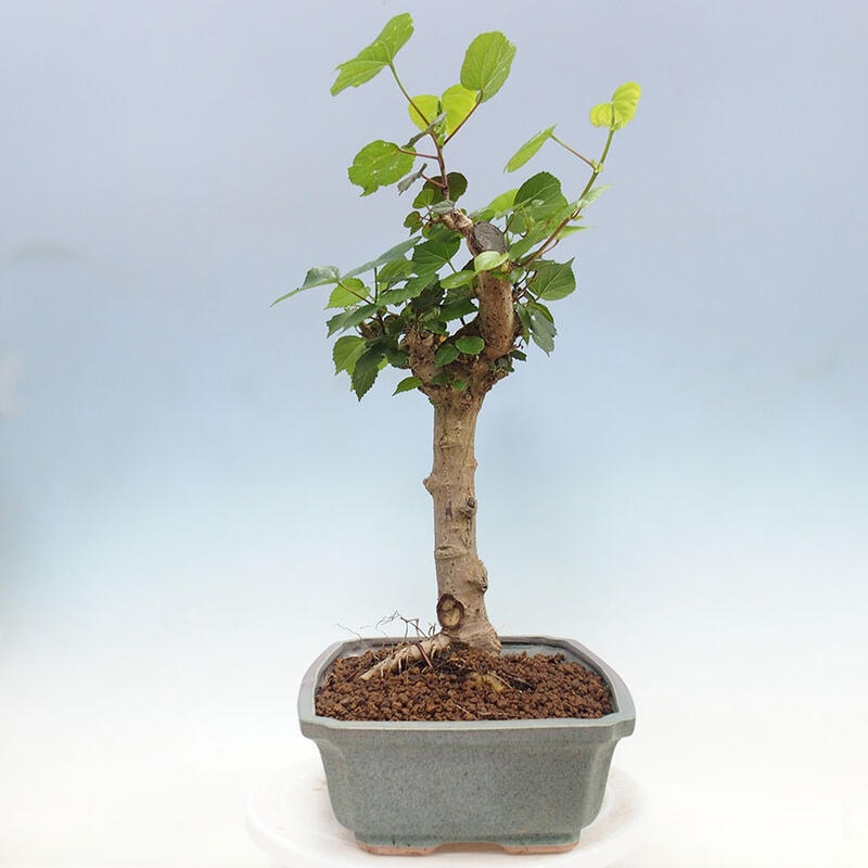 Pokojová bonsai - Hibiscus tiliaceus - Ibišek lípovitý, morský + kniha SUISEKI Zdarma