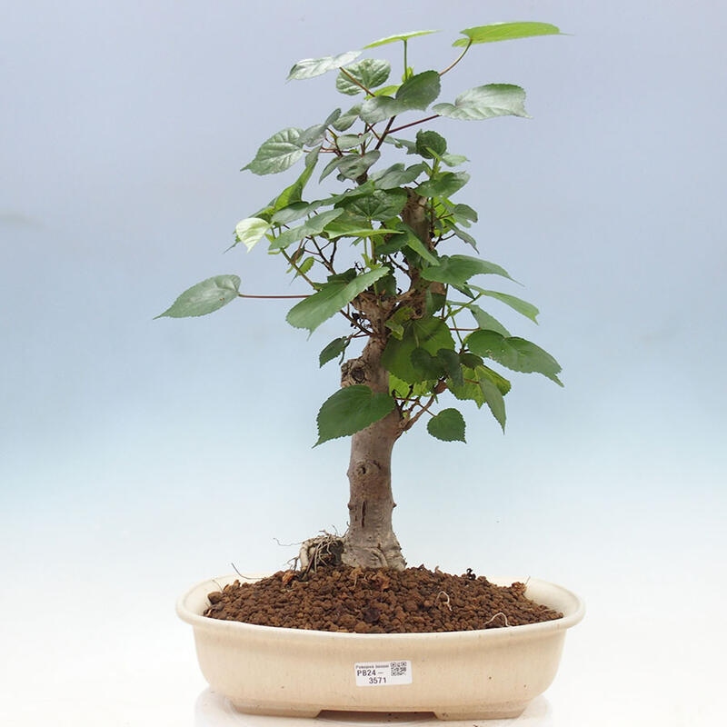 Pokojová bonsai - Hibiscus tiliaceus - Ibišek lípovitý, morský + kniha SUISEKI Zdarma