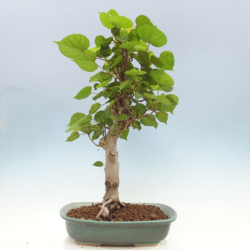 Pokojová bonsai - Hibiscus tiliaceus - Ibišek lípovitý, morský + kniha SUISEKI Zdarma