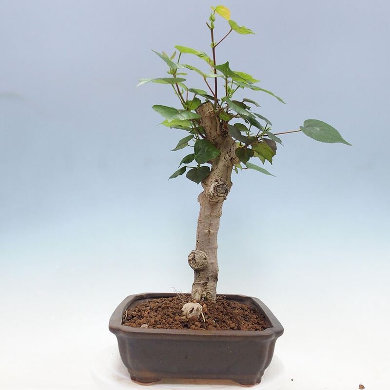 Pokojová bonsai - Hibiscus tiliaceus - Ibišek lípovitý, morský + kniha SUISEKI Zdarma