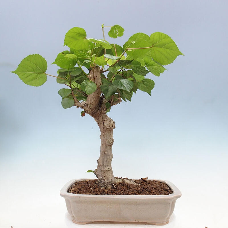 Pokojová bonsai - Hibiscus tiliaceus - Ibišek lípovitý, morský + kniha SUISEKI Zdarma