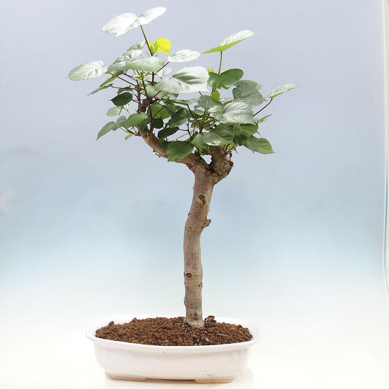 Pokojová bonsai - Hibiscus tiliaceus - Ibišek lípovitý, morský + kniha SUISEKI Zdarma