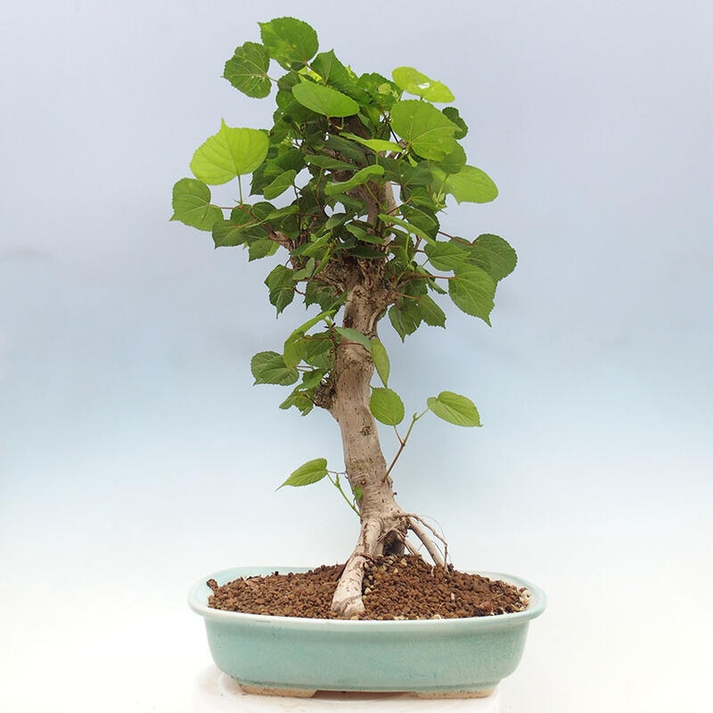 Pokojová bonsai - Hibiscus tiliaceus - Ibišek lípovitý, morský + kniha SUISEKI Zdarma