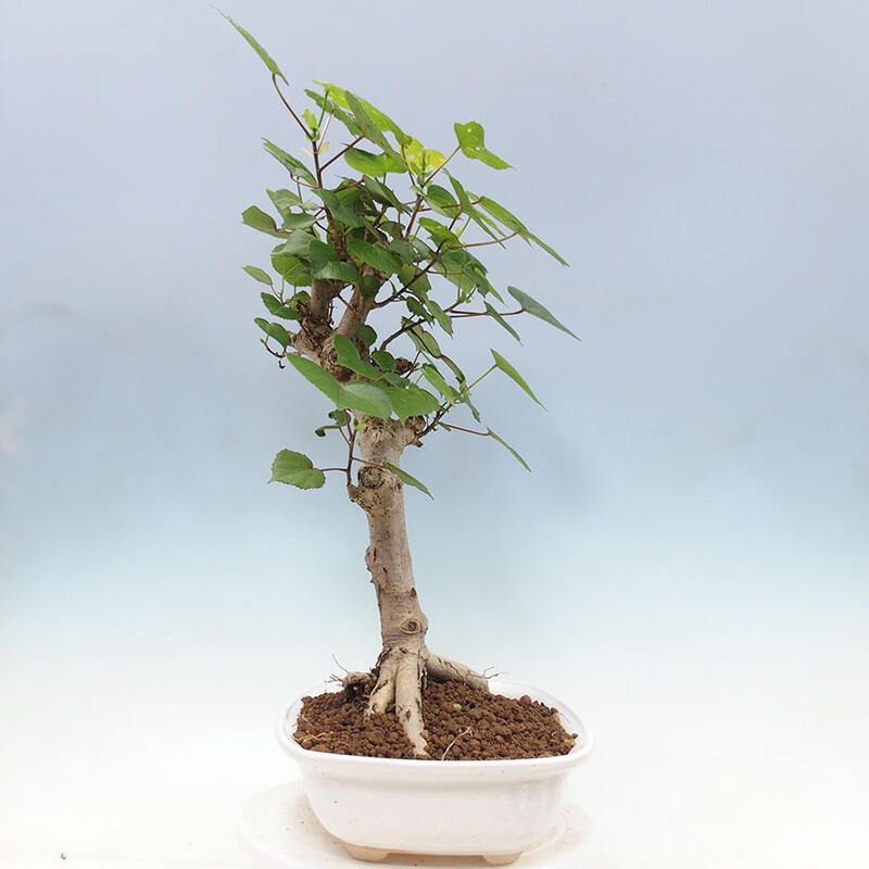 Pokojová bonsai - Hibiscus tiliaceus - Ibišek lípovitý, morský + kniha SUISEKI Zdarma