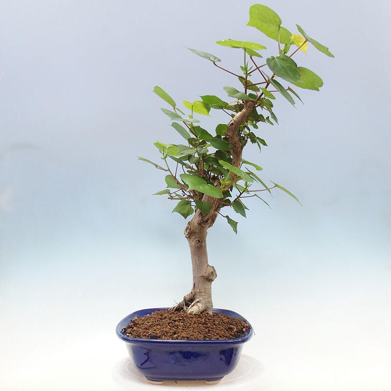 Pokojová bonsai - Hibiscus tiliaceus - Ibišek lípovitý, morský + kniha SUISEKI Zdarma