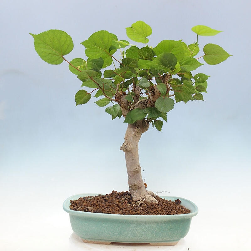 Pokojová bonsai - Hibiscus tiliaceus - Ibišek lípovitý, morský + kniha SUISEKI Zdarma