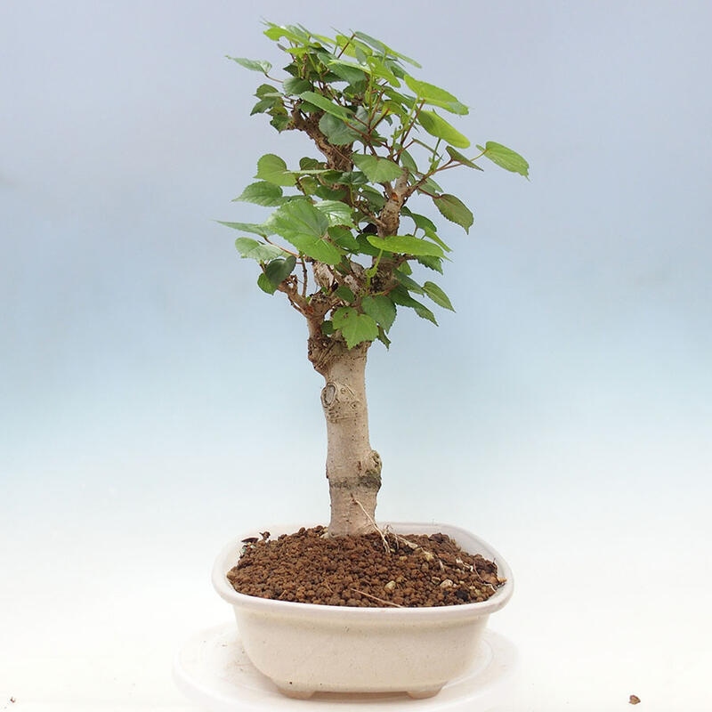 Pokojová bonsai - Hibiscus tiliaceus - Ibišek lípovitý, morský + kniha SUISEKI Zdarma