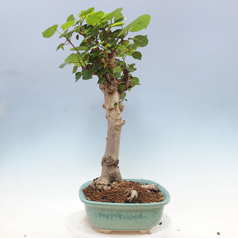 Pokojová bonsai - Hibiscus tiliaceus - Ibišek lípovitý, morský + kniha SUISEKI Zdarma