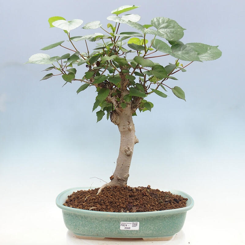 Pokojová bonsai - Hibiscus tiliaceus - Ibišek lípovitý, morský + kniha SUISEKI Zdarma