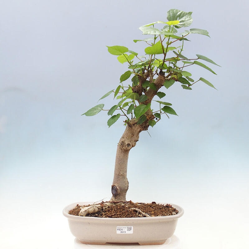 Pokojová bonsai - Hibiscus tiliaceus - Ibišek lípovitý, morský + kniha SUISEKI Zdarma