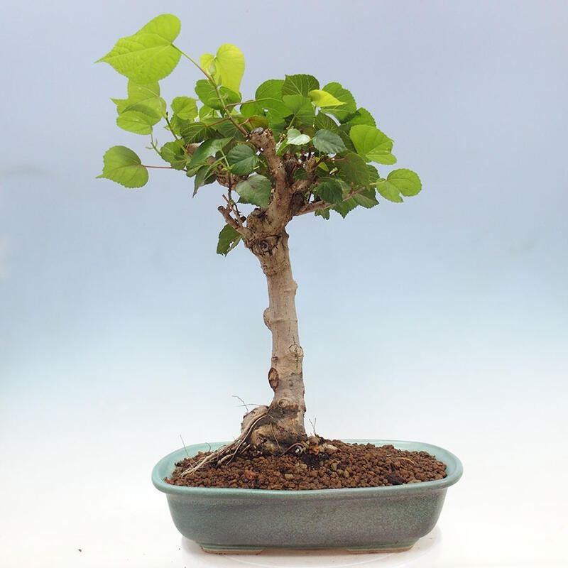 Pokojová bonsai - Hibiscus tiliaceus - Ibišek lípovitý, morský + kniha SUISEKI Zdarma