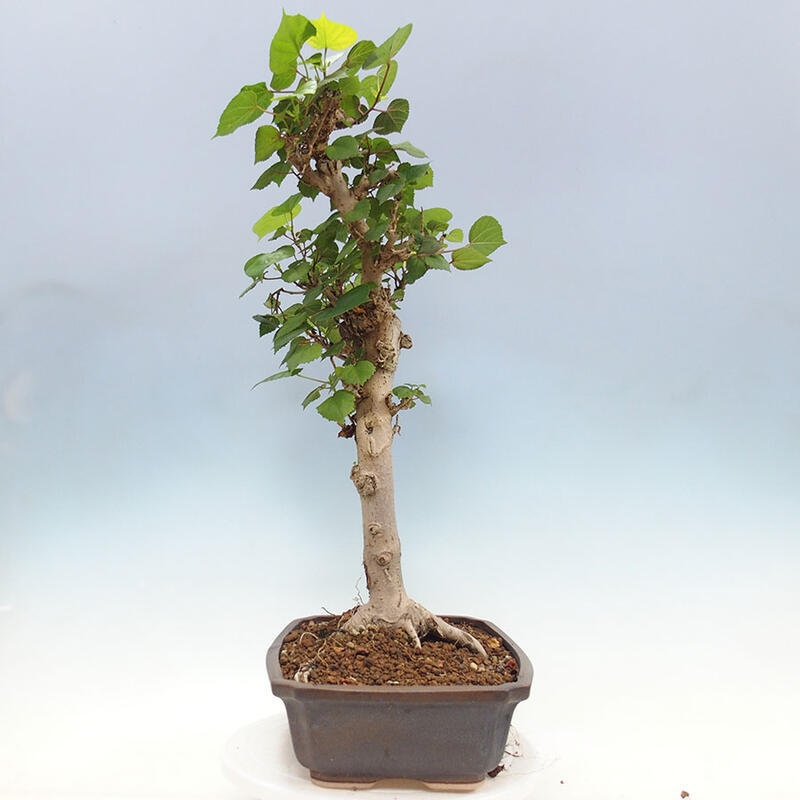 Pokojová bonsai - Hibiscus tiliaceus - Ibišek lípovitý, morský + kniha SUISEKI Zdarma