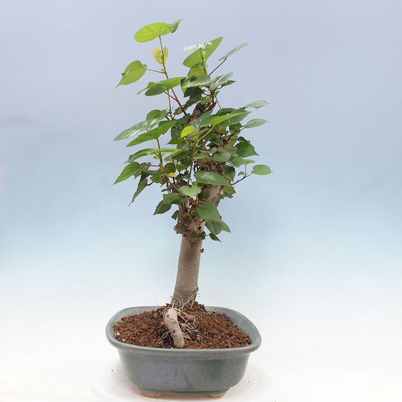 Pokojová bonsai - Hibiscus tiliaceus - Ibišek lípovitý, morský + kniha SUISEKI Zdarma