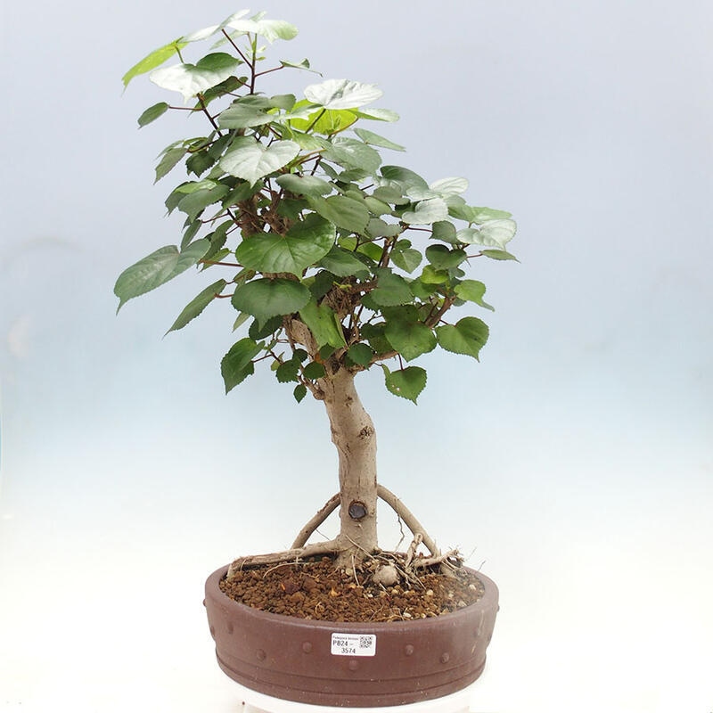 Pokojová bonsai - Hibiscus tiliaceus - Ibišek lípovitý, morský + kniha SUISEKI Zdarma