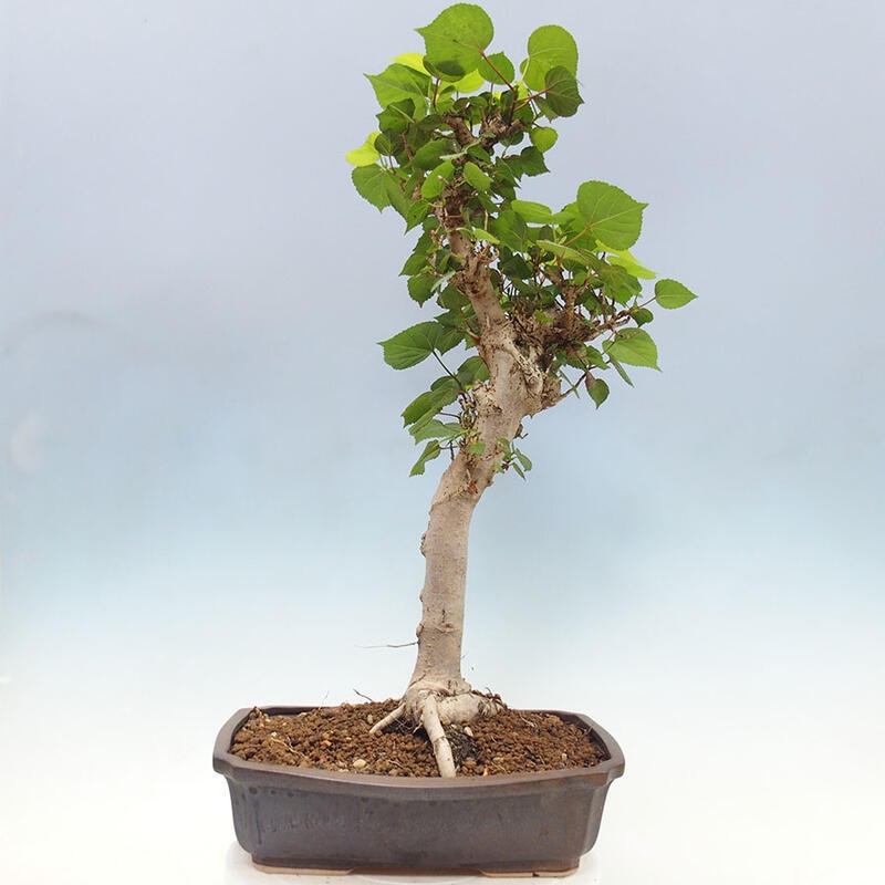 Pokojová bonsai - Hibiscus tiliaceus - Ibišek lípovitý, morský + kniha SUISEKI Zdarma