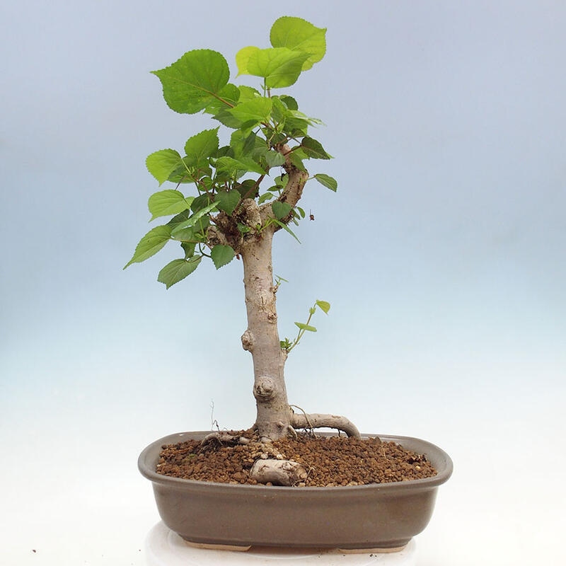 Pokojová bonsai - Hibiscus tiliaceus - Ibišek lípovitý, morský + kniha SUISEKI Zdarma