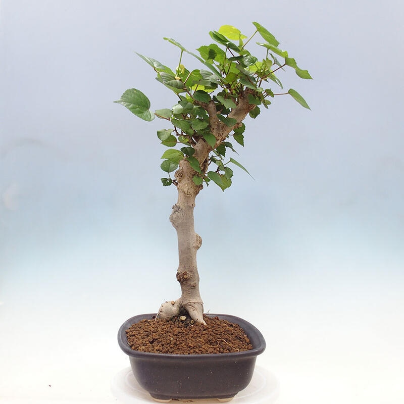 Pokojová bonsai - Hibiscus tiliaceus - Ibišek lípovitý, morský + kniha SUISEKI Zdarma