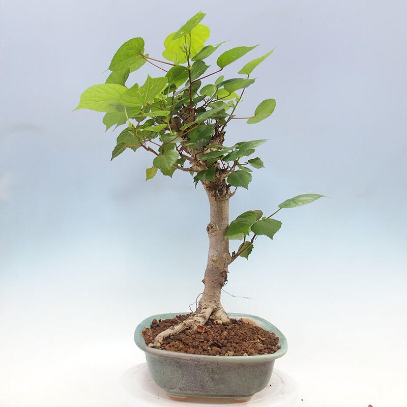 Pokojová bonsai - Hibiscus tiliaceus - Ibišek lípovitý, morský + kniha SUISEKI Zdarma