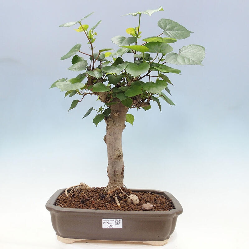 Pokojová bonsai - Hibiscus tiliaceus - Ibišek lípovitý, morský + kniha SUISEKI Zdarma