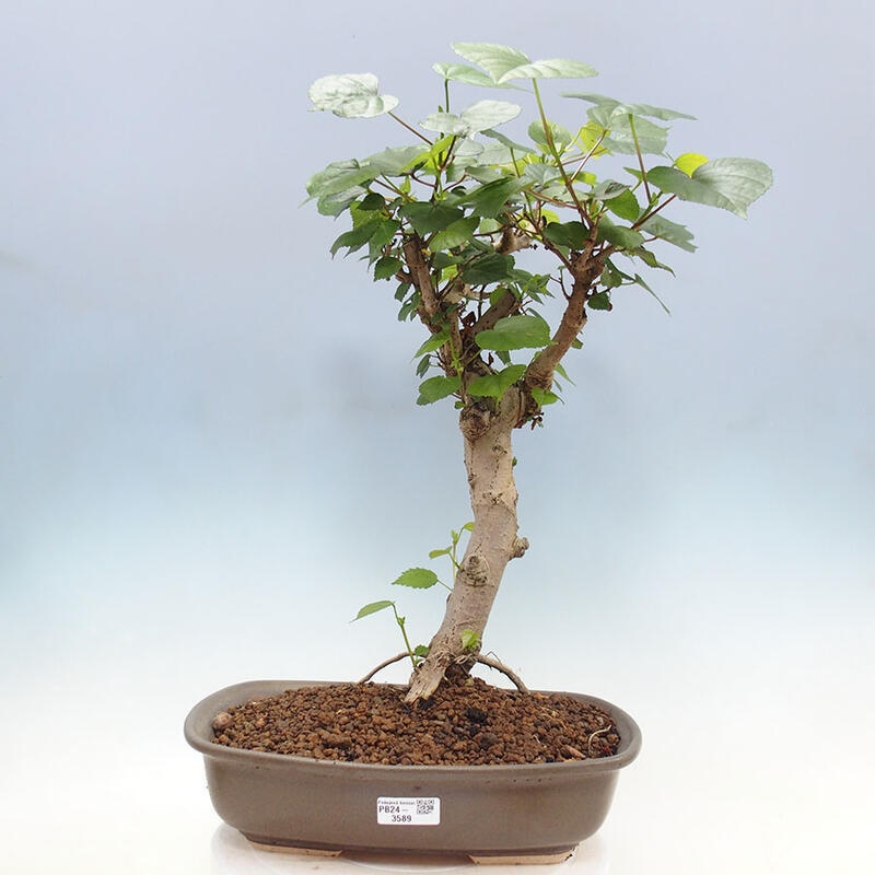 Pokojová bonsai - Hibiscus tiliaceus - Ibišek lípovitý, morský + kniha SUISEKI Zdarma