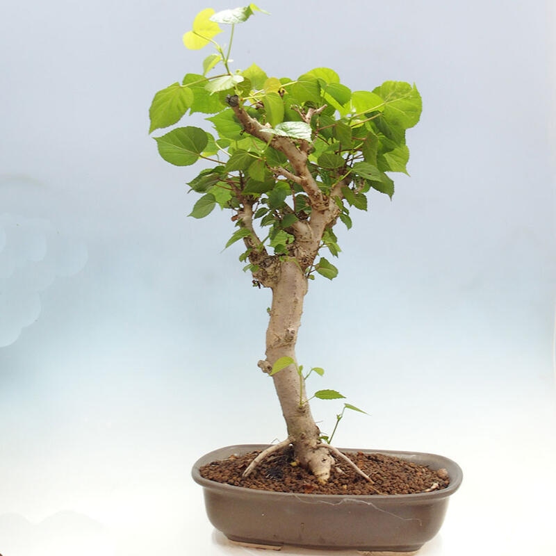 Pokojová bonsai - Hibiscus tiliaceus - Ibišek lípovitý, morský + kniha SUISEKI Zdarma