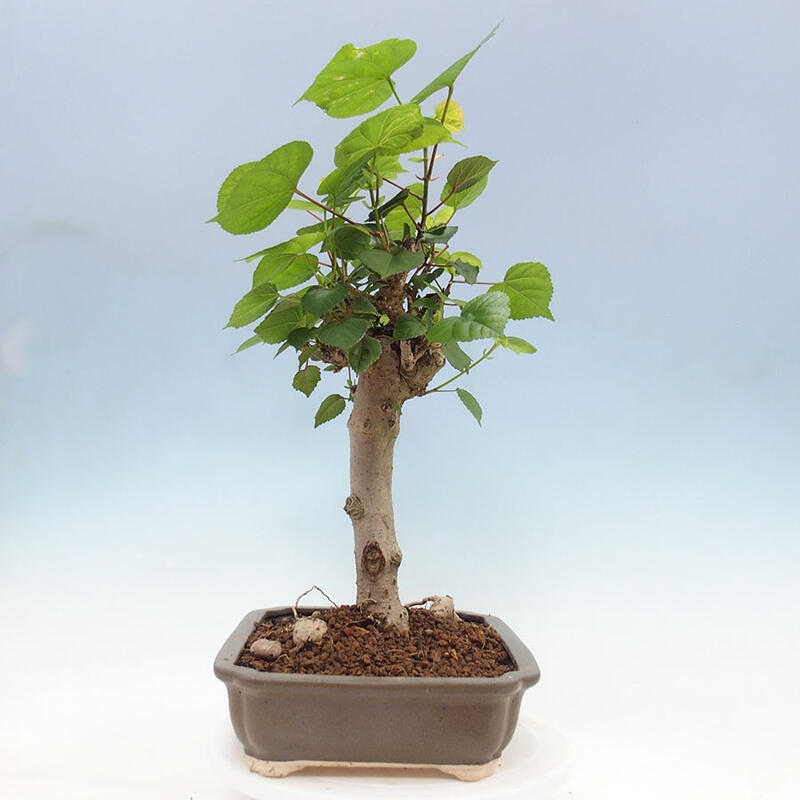 Pokojová bonsai - Hibiscus tiliaceus - Ibišek lípovitý, morský + kniha SUISEKI Zdarma