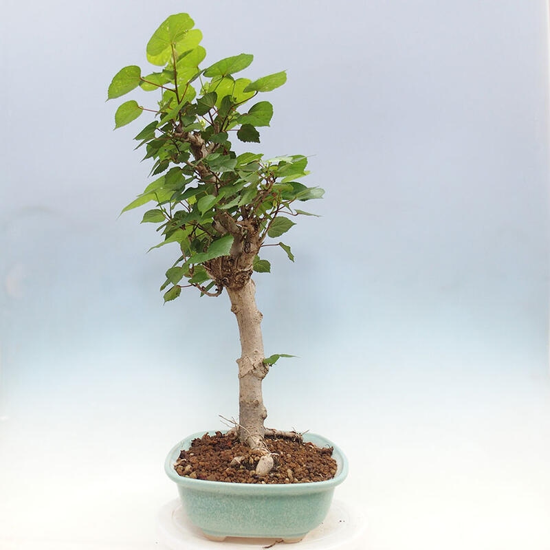 Pokojová bonsai - Hibiscus tiliaceus - Ibišek lípovitý, morský + kniha SUISEKI Zdarma