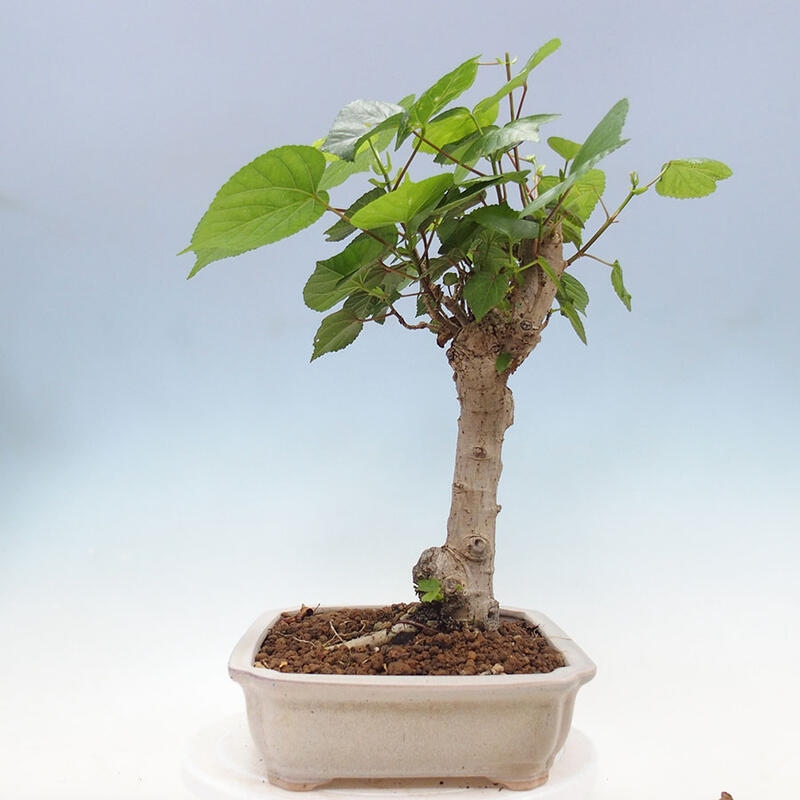 Pokojová bonsai - Hibiscus tiliaceus - Ibišek lípovitý, morský + kniha SUISEKI Zdarma