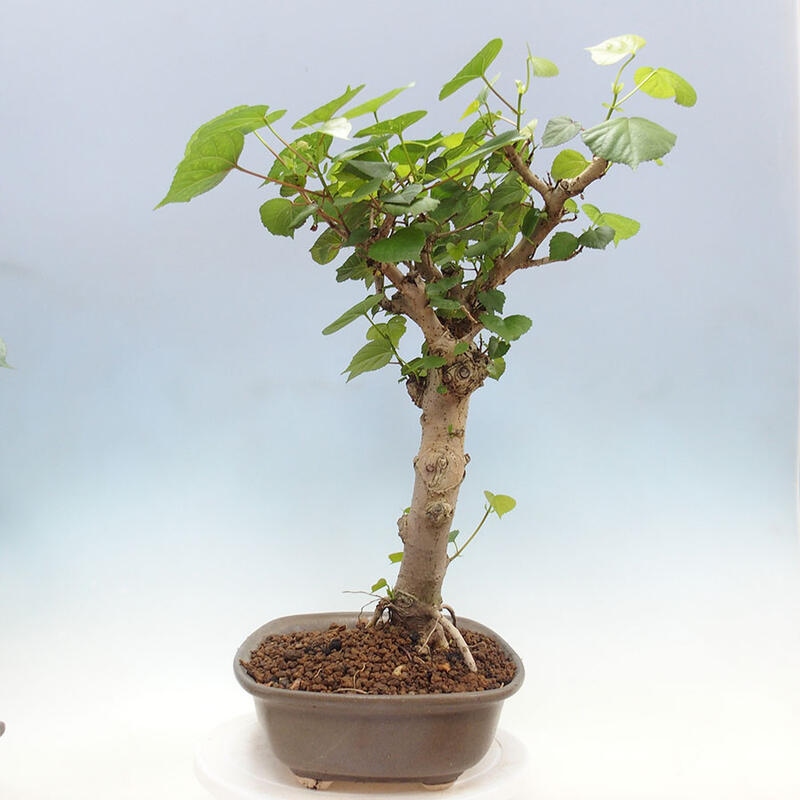 Pokojová bonsai - Hibiscus tiliaceus - Ibišek lípovitý, morský + kniha SUISEKI Zdarma