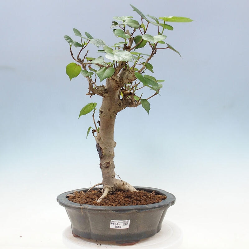 Pokojová bonsai - Hibiscus tiliaceus - Ibišek lípovitý, morský + kniha SUISEKI Zdarma