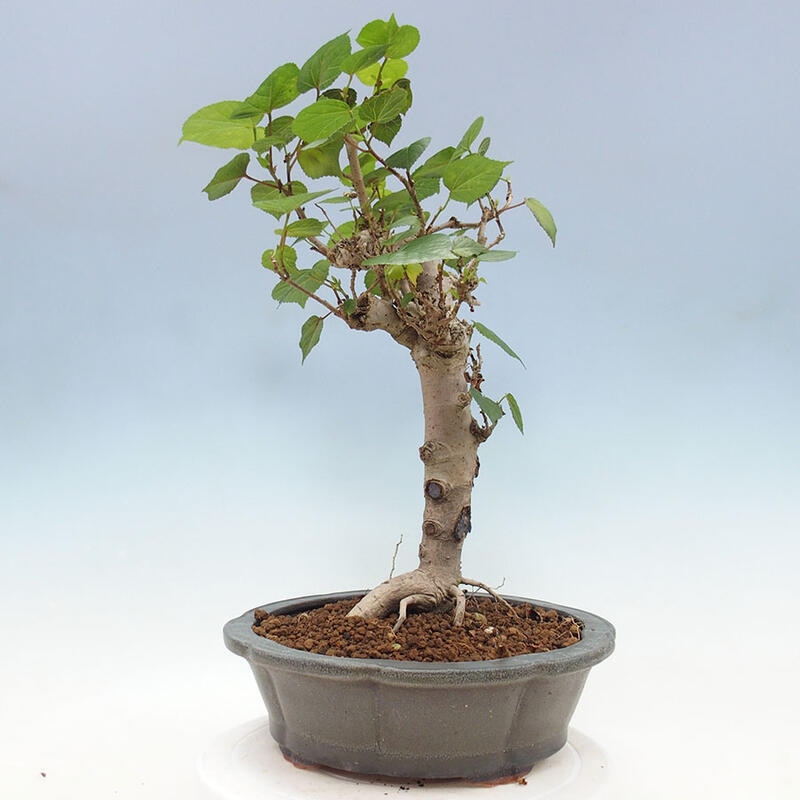 Pokojová bonsai - Hibiscus tiliaceus - Ibišek lípovitý, morský + kniha SUISEKI Zdarma