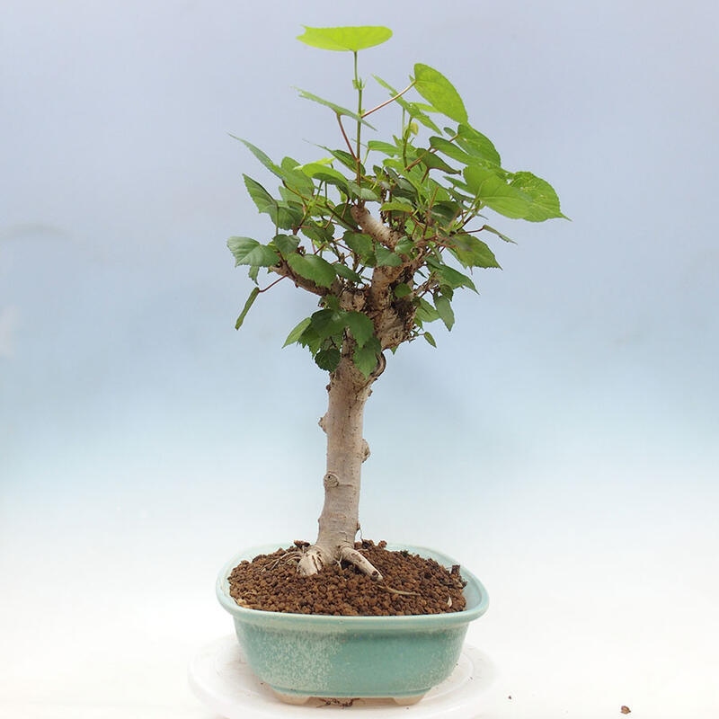 Pokojová bonsai - Hibiscus tiliaceus - Ibišek lípovitý, morský + kniha SUISEKI Zdarma