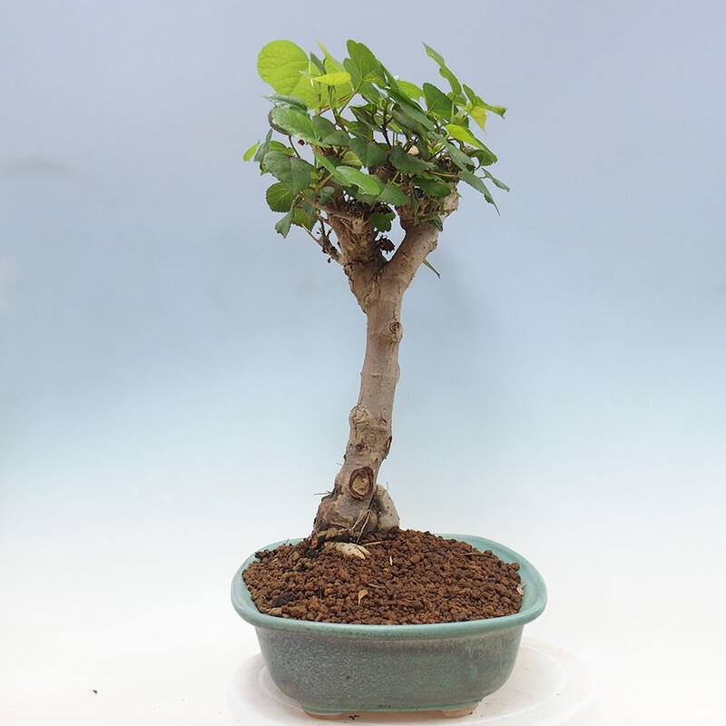 Pokojová bonsai - Hibiscus tiliaceus - Ibišek lípovitý, morský + kniha SUISEKI Zdarma