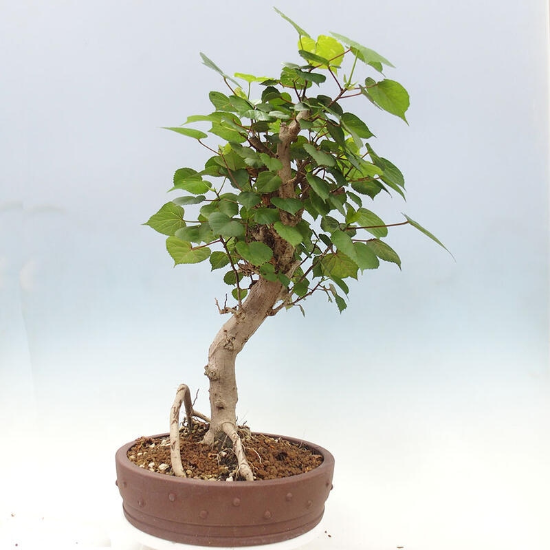 Pokojová bonsai - Hibiscus tiliaceus - Ibišek lípovitý, morský + kniha SUISEKI Zdarma