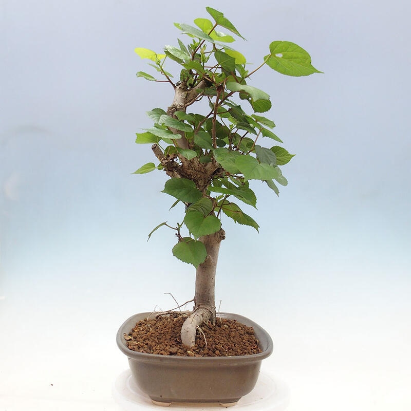 Pokojová bonsai - Hibiscus tiliaceus - Ibišek lípovitý, morský + kniha SUISEKI Zdarma