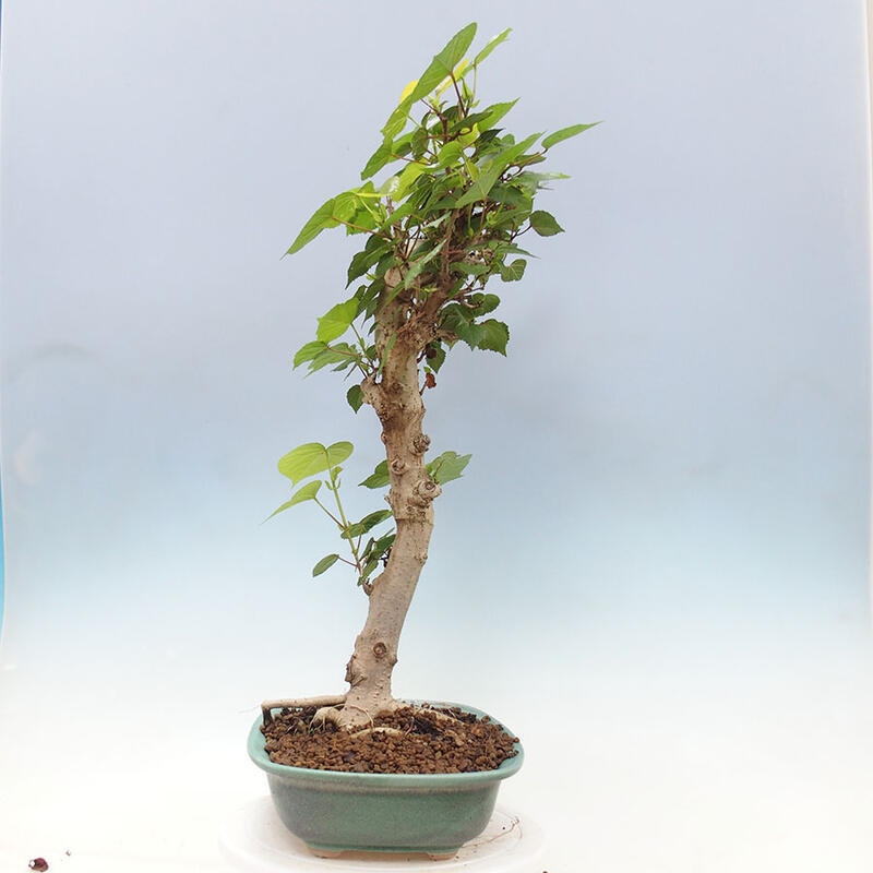 Pokojová bonsai - Hibiscus tiliaceus - Ibišek lípovitý, morský + kniha SUISEKI Zdarma