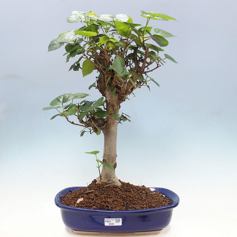 Pokojová bonsai - Hibiscus tiliaceus - Ibišek lípovitý, morský + kniha SUISEKI Zdarma