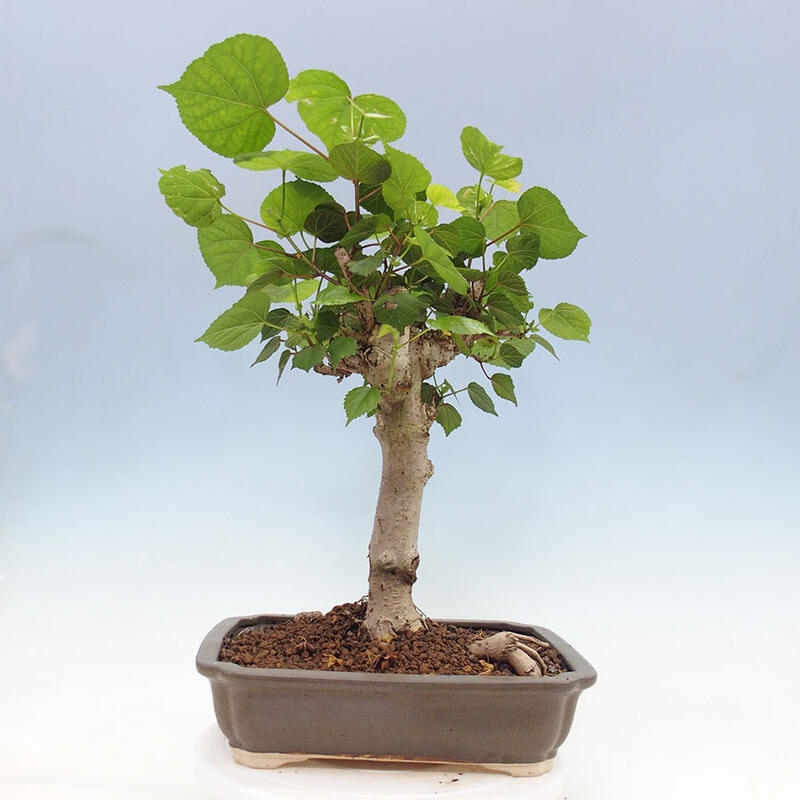 Pokojová bonsai - Hibiscus tiliaceus - Ibišek lípovitý, morský + kniha SUISEKI Zdarma