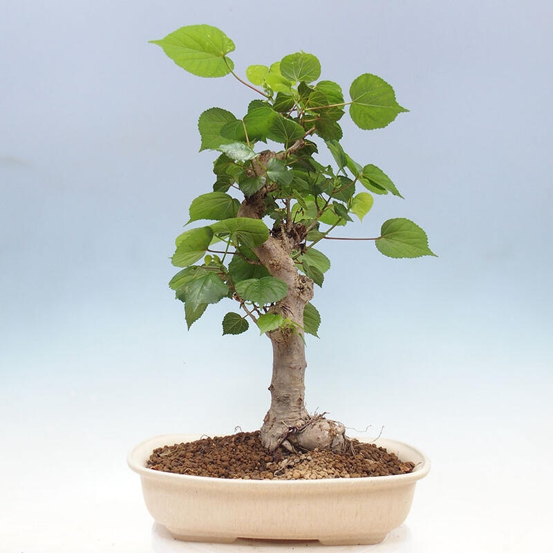 Pokojová bonsai - Hibiscus tiliaceus - Ibišek lípovitý, morský + kniha SUISEKI Zdarma