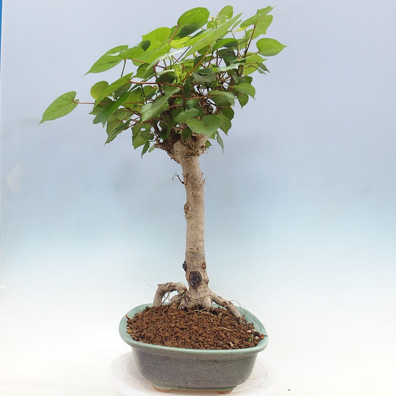 Pokojová bonsai - Hibiscus tiliaceus - Ibišek lípovitý, morský + kniha SUISEKI Zdarma