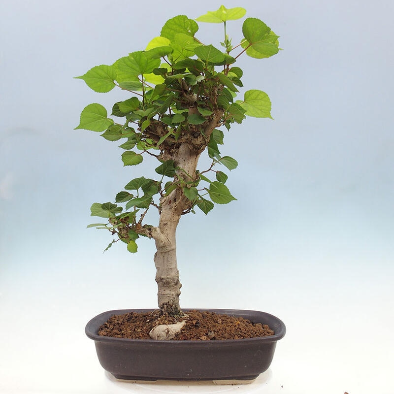 Pokojová bonsai - Hibiscus tiliaceus - Ibišek lípovitý, morský + kniha SUISEKI Zdarma