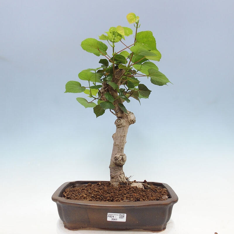 Pokojová bonsai - Hibiscus tiliaceus - Ibišek lípovitý, morský + kniha SUISEKI Zdarma