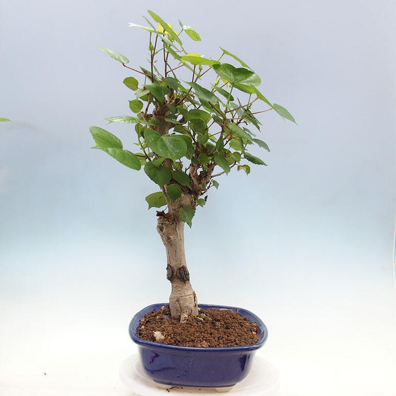 Pokojová bonsai - Hibiscus tiliaceus - Ibišek lípovitý, morský + kniha SUISEKI Zdarma