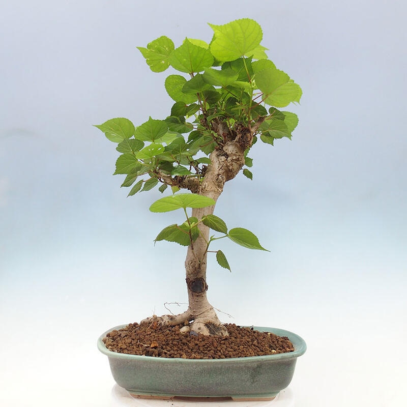 Pokojová bonsai - Hibiscus tiliaceus - Ibišek lípovitý, morský + kniha SUISEKI Zdarma