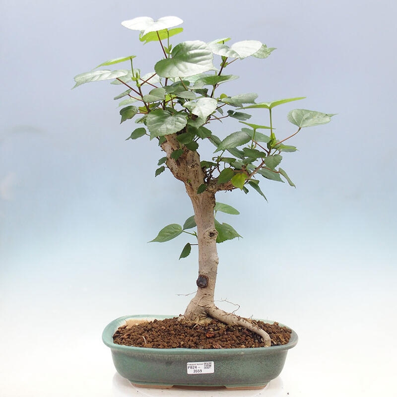 Pokojová bonsai - Hibiscus tiliaceus - Ibišek lípovitý, morský + kniha SUISEKI Zdarma