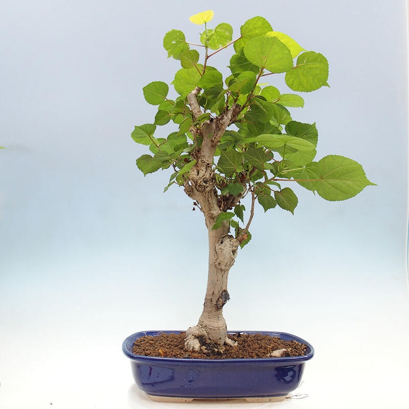 Pokojová bonsai - Hibiscus tiliaceus - Ibišek lípovitý, morský + kniha SUISEKI Zdarma