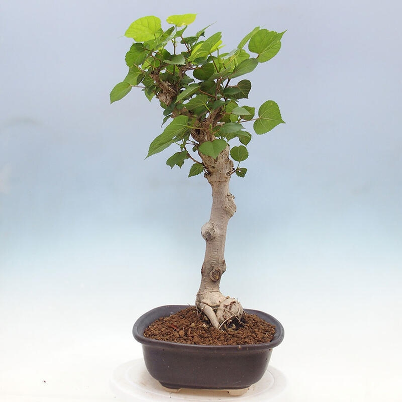 Pokojová bonsai - Hibiscus tiliaceus - Ibišek lípovitý, morský + kniha SUISEKI Zdarma